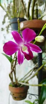 Orchids in a pot on a concrete wall. Selective focus. Foto stock