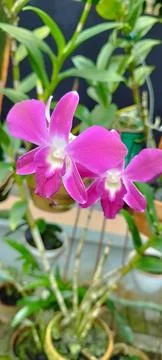 Orchids in a pot. Stock Photos