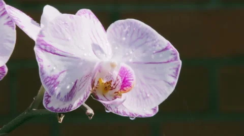 Orchids in the Rain Stock-Footage 40733545