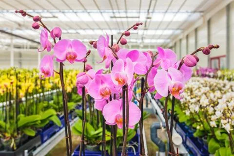 Orchids ready for export in a greenhouse Stock Photos