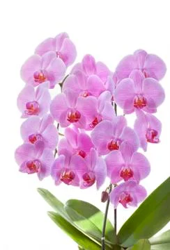 Orchids roses Stock Photos