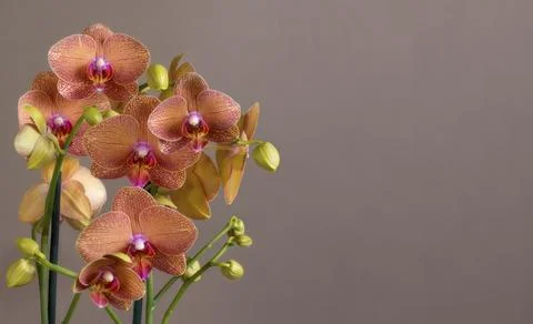 Orchids with space for text Stock Photos