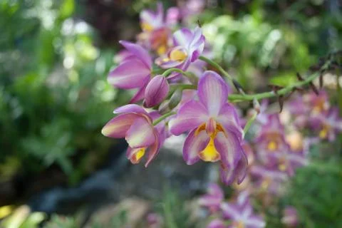 Orchids with Stream Stock-Fotos