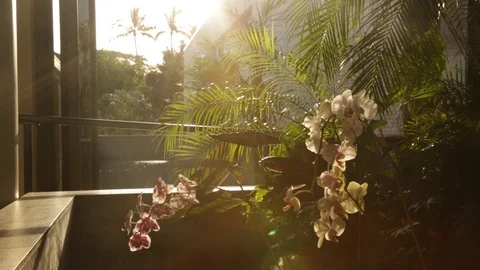 Orchids in the Sunlight Stock Footage 104779164