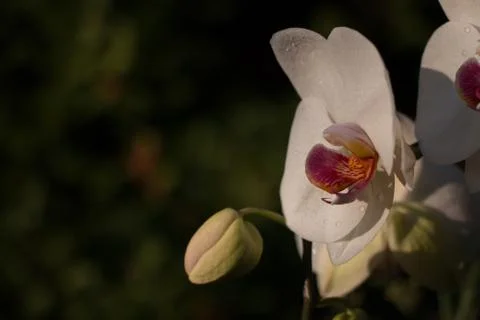 Orchids in sunlight Stock Photos