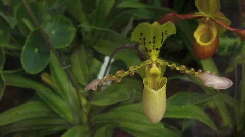 Orchids on a sunny day Stock Footage 269850237
