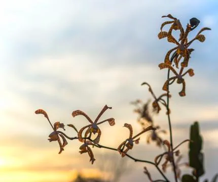 Orchids sunset background Stock Photos
