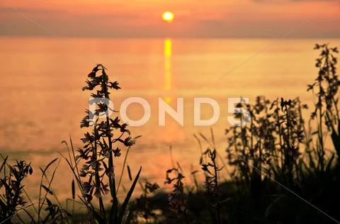 Orchids at sunset Stock Photos