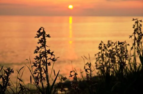 Orchids at sunset Stock Photos