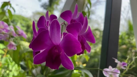 Orchids sway in the wind. Beautiful Orchids. Purple orchids Stock Footage 233201940
