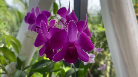 Orchids sway in the wind. Beautiful Orchids. Purple orchids Stock Footage 233202017