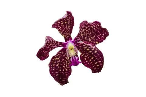 Orchids in thailand Stock Photos