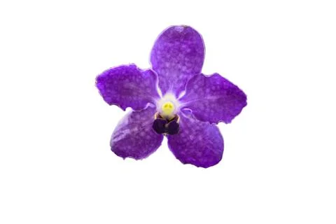 Orchids in thailand Foto stock