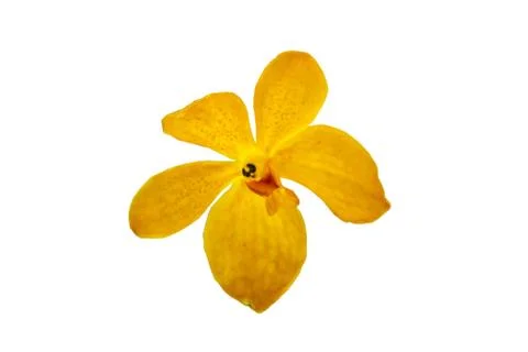 Orchids in thailand Stock Photos