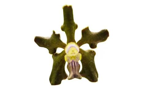 Orchids in thailand Foto stock
