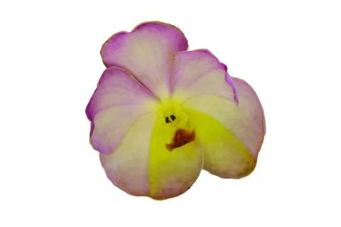 Orchids in thailand Stock Photos