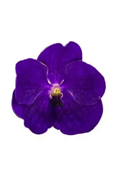 Orchids in thailand Stock Photos