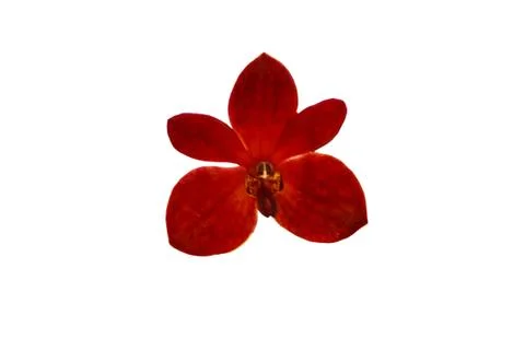 Orchids in thailand Stock Photos