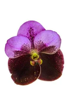 Orchids in thailand Foto stock