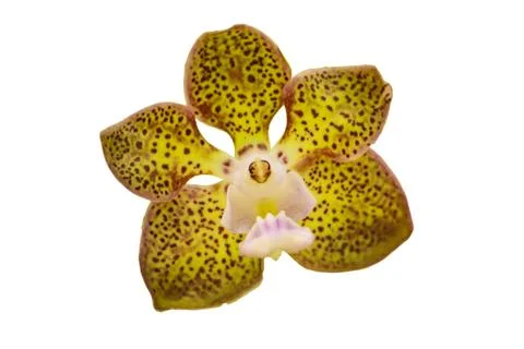 Orchids in thailand Stock Photos