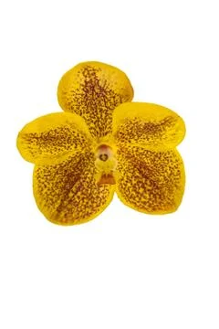 Orchids in thailand Stock Photos