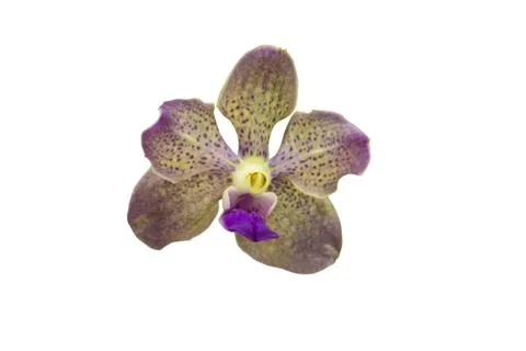 Orchids in thailand Foto stock