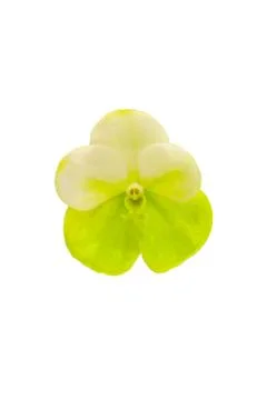 Orchids in thailand Stock Photos