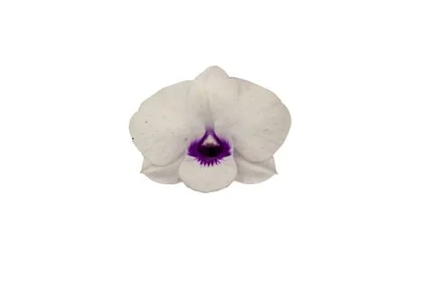 Orchids in thailand Stock Photos