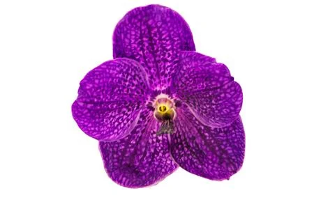 Orchids in thailand Foto stock
