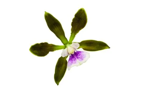 Orchids in thailand Stock Photos