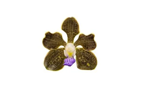 Orchids in thailand Foto stock