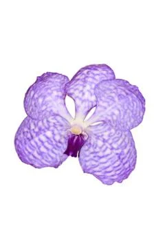 Orchids in thailand Foto stock