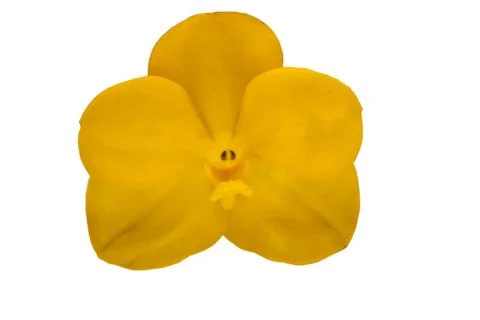 Orchids in thailand Foto stock