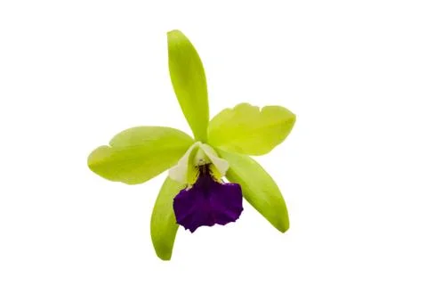 Orchids in thailand Stock Photos