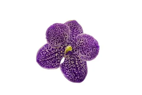 Orchids in thailand Stock Photos