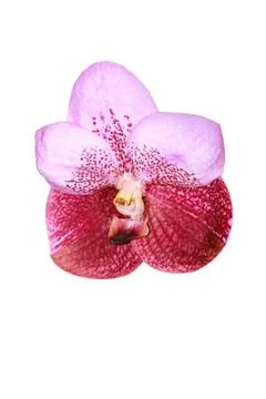 Orchids in thailand Stock Photos