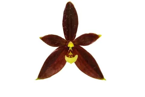 Orchids in thailand Stock Photos