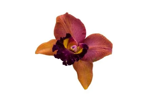 Orchids in thailand Foto stock