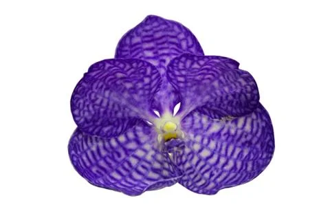 Orchids in thailand Stock Photos