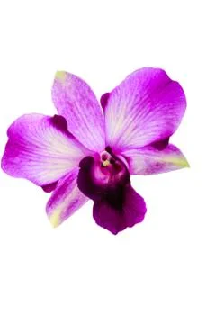 Orchids in thailand Stock Photos