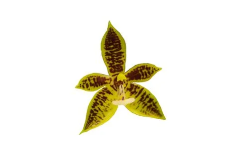 Orchids in thailand Stock Photos