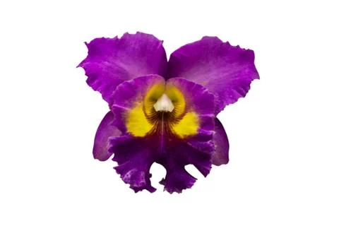 Orchids in thailand Stock Photos