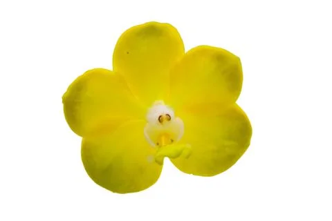 Orchids in thailand Stock Photos