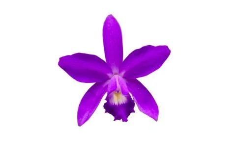 Orchids in thailand Stock Photos