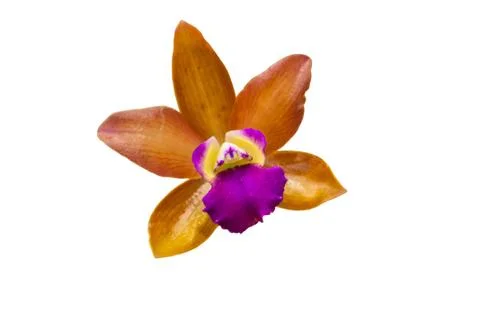 Orchids in thailand Stock Photos