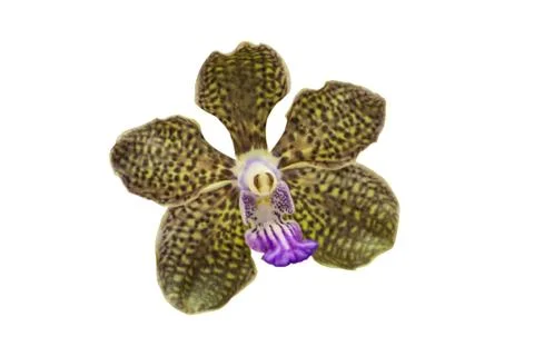 Orchids in thailand Stock Photos