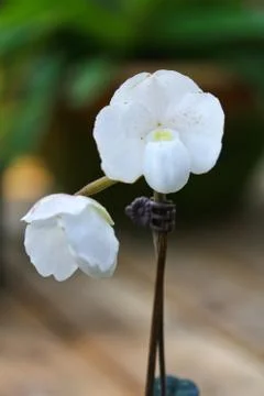 Orchids in thailand Stock Photos