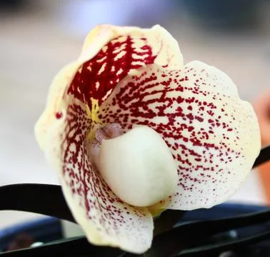 Orchids in thailand Stock Photos