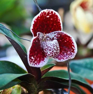 Orchids in thailand Stock Photos