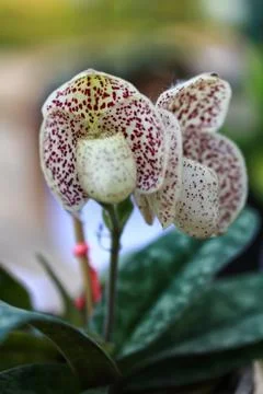 Orchids in thailand Stock Photos
